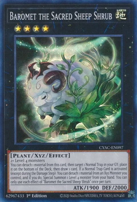 cyac-en097-barometthesacredsheepshrub